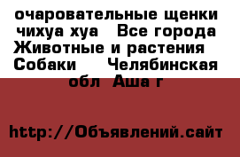 очаровательные щенки чихуа-хуа - Все города Животные и растения » Собаки   . Челябинская обл.,Аша г.